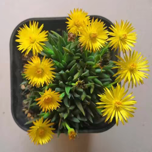 黄花照波 多肉植物 新手好养 肉肉办公桌防辐射花卉盆栽