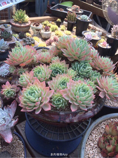 多肉植物 三色堇 薄叶系群生捧花果冻色状态办公室组合盆栽肉肉