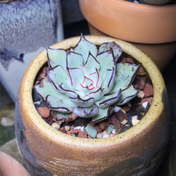 精品贵货多肉植物 剑司诺娃 肉肉 阳台办公室趣味小绿植 肉肉盆栽
