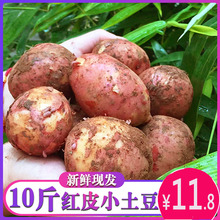 云南小土豆净重9斤新鲜红皮黄心农家种植马铃薯粉糯土豆现挖整箱