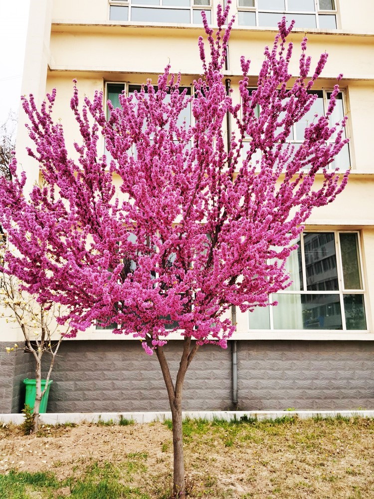 紫荆花树苗南方北方种植别墅庭院植物地栽盆栽观赏室外绿化树木