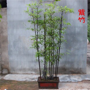 紫竹苗竹子苗盆栽青竹竹子树苗矮化毛竹金镶玉竹黄金竹庭院观赏竹