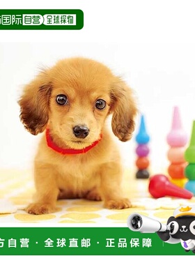 【日本直邮】300355 Osumashi OneShot Pet 300片 38 x 26厘米拼