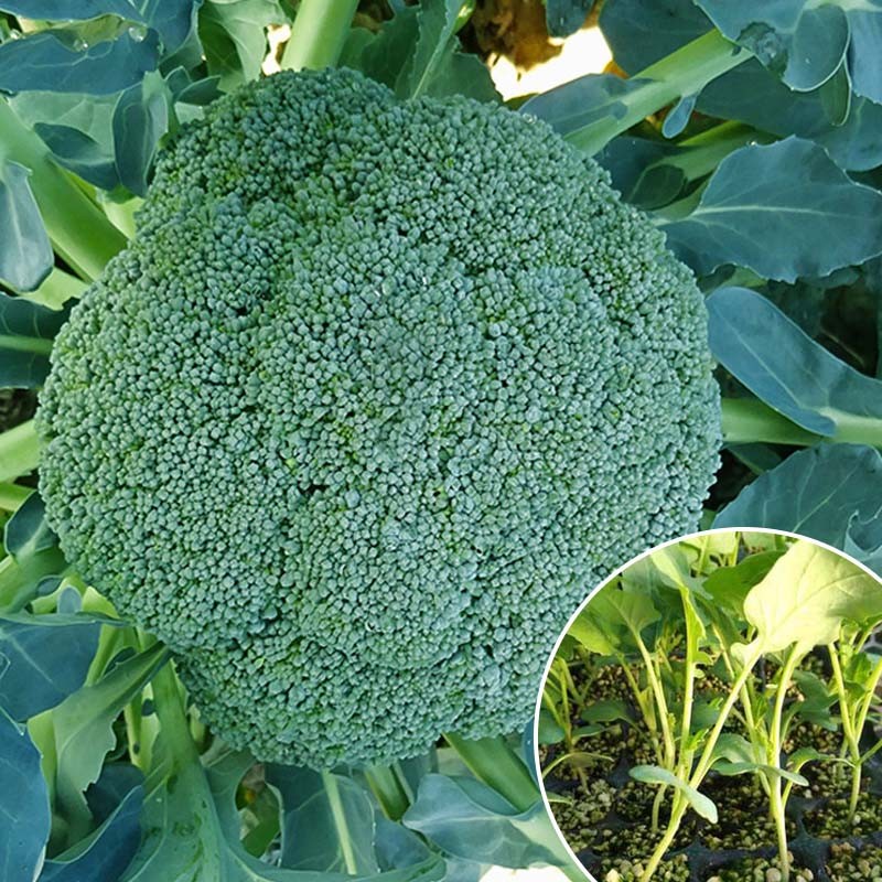 西兰花秧苗正宗有机西兰花苗秧山东寿光种子西蓝花苗菜苔花菜幼苗图片