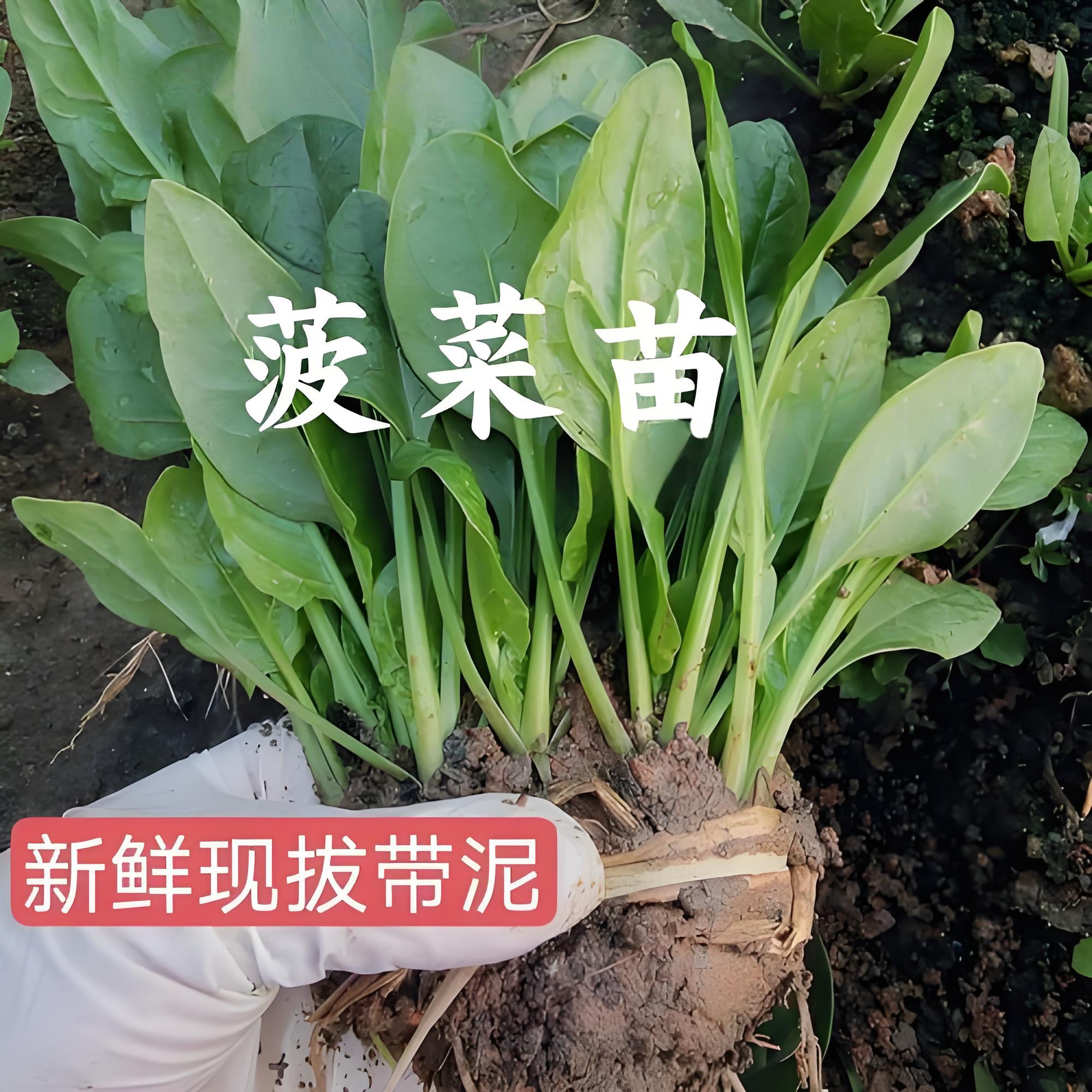 趴地菠菜苗带土秧苗秋冬季耐寒籽种蔬菜越冬波菜种籽菜种子老品种