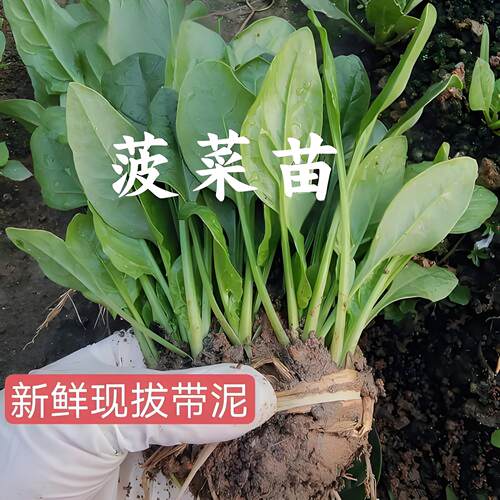 趴地菠菜苗带土秧苗秋冬季耐寒籽种蔬菜越冬波菜种籽菜种子老品种