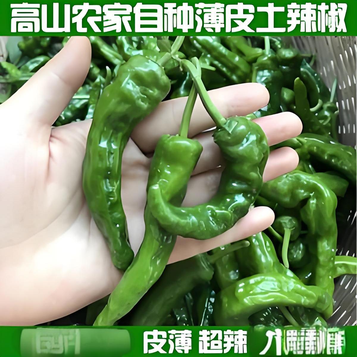 特辣农村土辣椒苗秧苗四季盆栽高产老品种薄皮农家樟树港辣椒种子