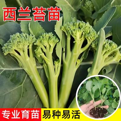 甜杆西兰苔秧苗菜苔苗西兰花菜苔苗西蓝苔种子进口一号种苗幼苗