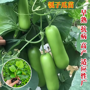 瓠子苗秧苗四季瓠瓜苗带土瓠子瓜种苗高产瓠瓜种子老品种瓠子瓜苗