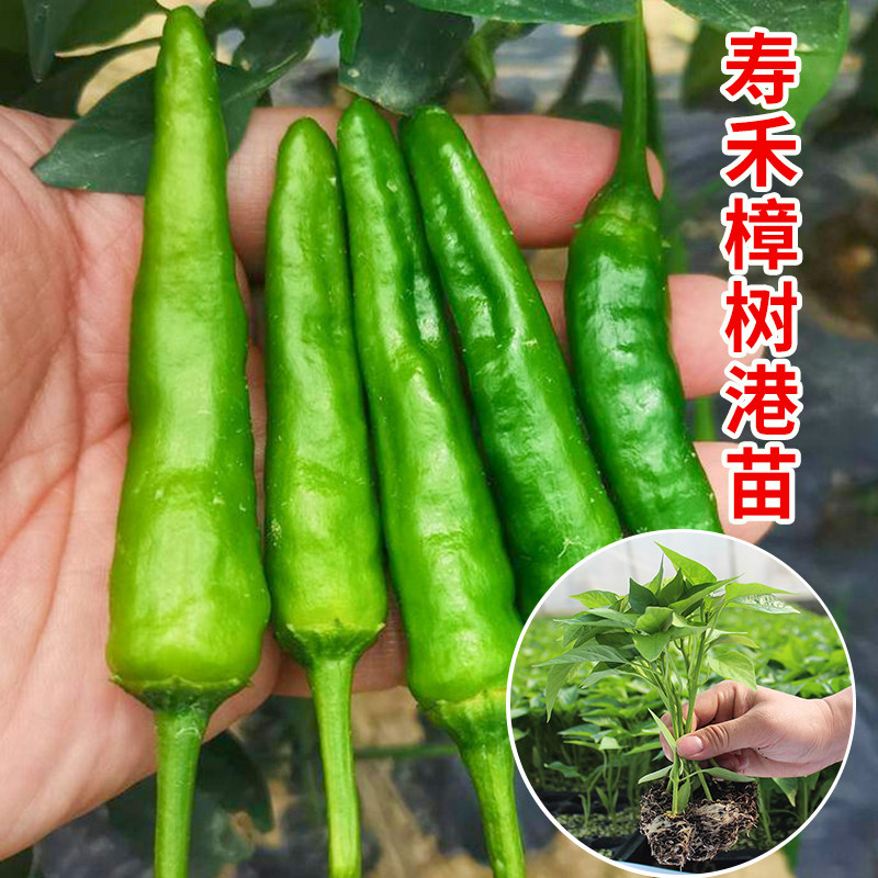 湖南正宗樟树港辣椒苗带土秧苗一级原产地现挖原种岳阳种子蔬菜苗图片