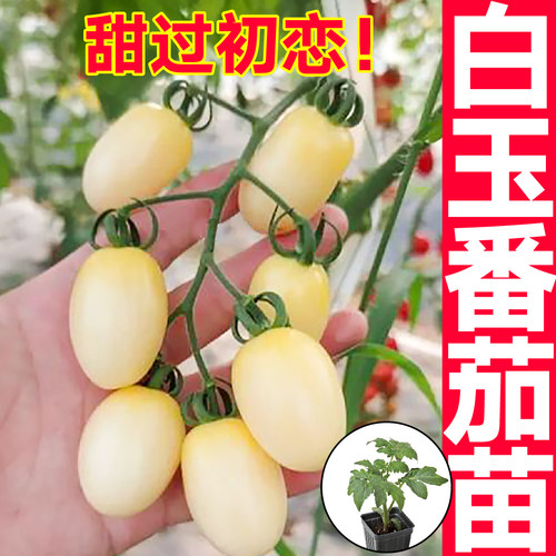 山东寿光白玉樱桃番茄秧苗带土白妃白珍珠红千禧圣女果西红柿种子