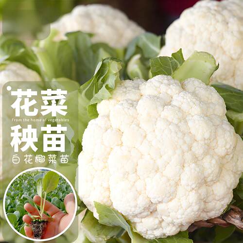 有机花菜秧苗带土60天青梗山东寿光菜花苗80天花椰菜种子蔬菜苗秧