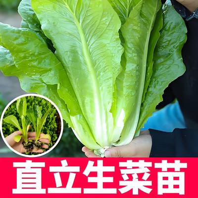 有机罗马生菜苗带土秧苗直立正宗云南种子意大利包心籽种四季盆栽