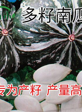 多籽南瓜种子种籽片大粒多白瓜子种孑专门产籽高产食用籽用西葫芦