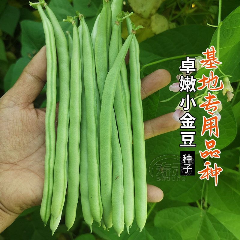 宁芸嫩玉小金豆种子菜种青豌豆种籽四季豆蔬菜孑秋豆角籽种大全