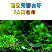 秀丽白虾冷水观赏虾白虾工具虾丝藻钢毛藻绿藻除藻虾广东
