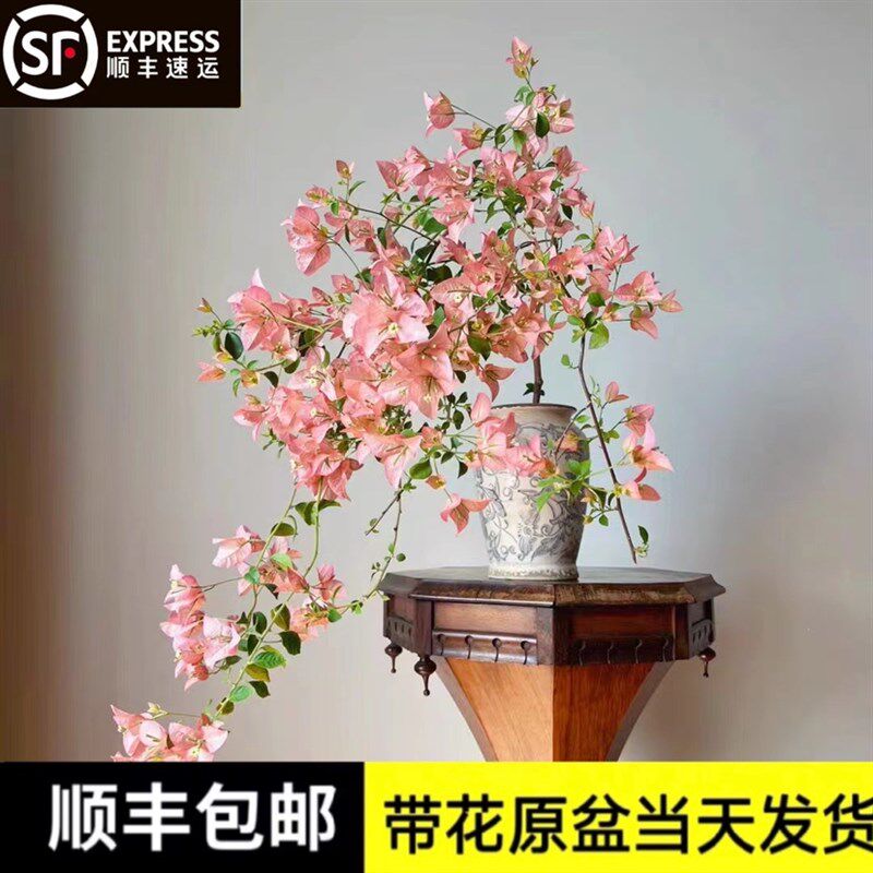 稀有品种原生卡亚塔大苗带花发货三角梅四季开花阳台X庭院爬藤高