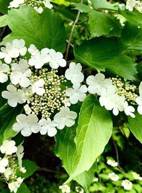 荚蒾温特沃斯观z花观叶植物红色挂果