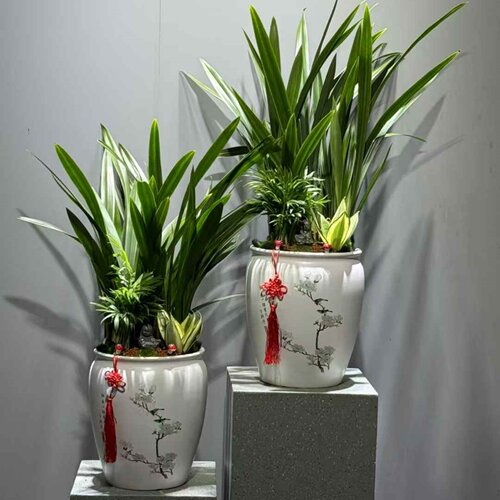 墨兰绿植盆栽室内办公桌好养植物