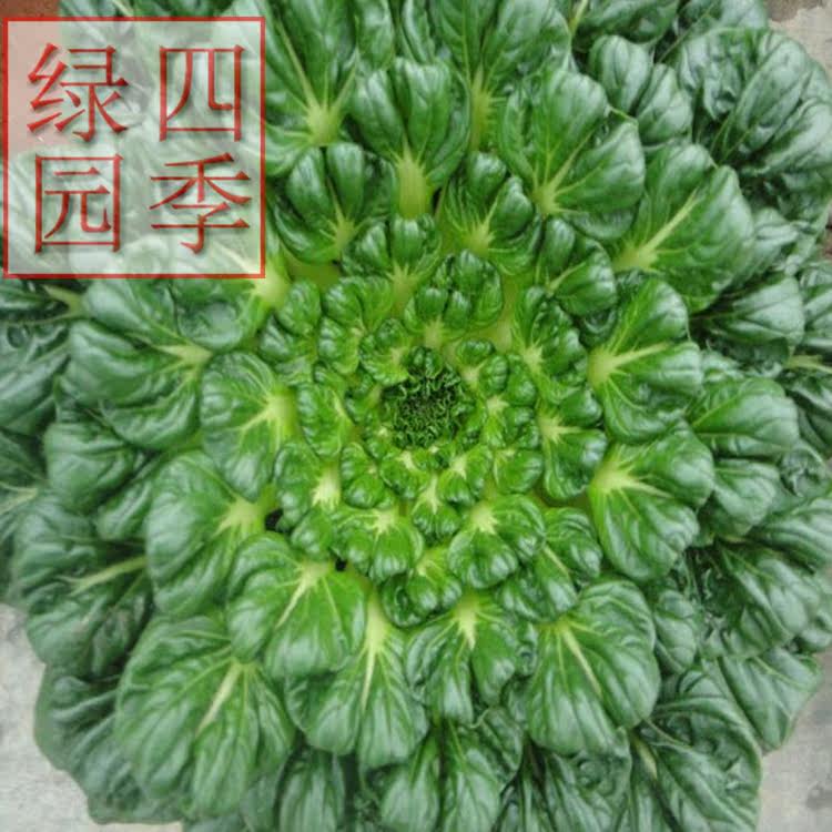 绿领乌塌菜种子早熟高产耐寒秋季种植家庭庭院栽培乌塌菜种子在类目 农用物资, 种子/种苗, 蔬菜种子中 - 来自Buy2taobao.com提供专业的淘宝代购服务
