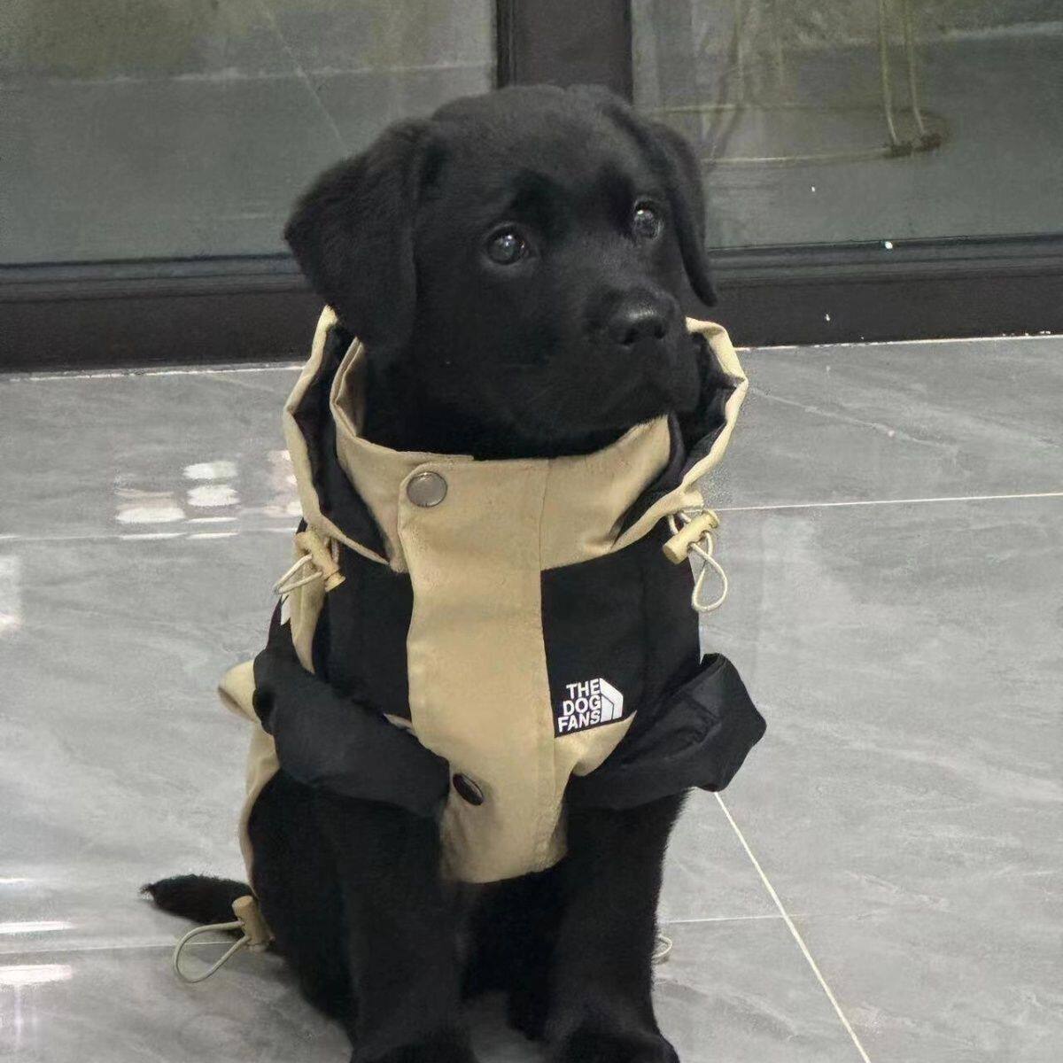 拉布拉多纯种幼犬大型犬家养活泼大骨架真狗好养巡回犬宠物狗健康