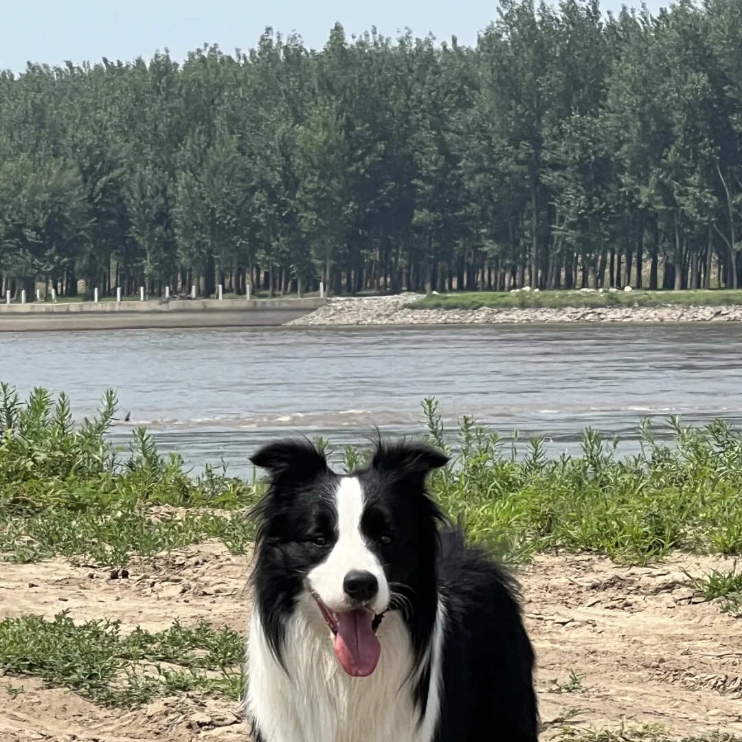 活体宠物狗红棕色边境牧羊犬幼崽