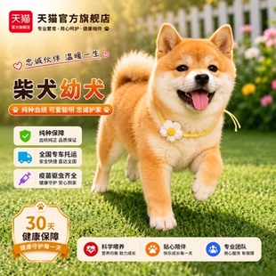 纯种柴犬幼犬狗狗黄色黑柴活体超萌高智商正宗家养宠物短毛双血统