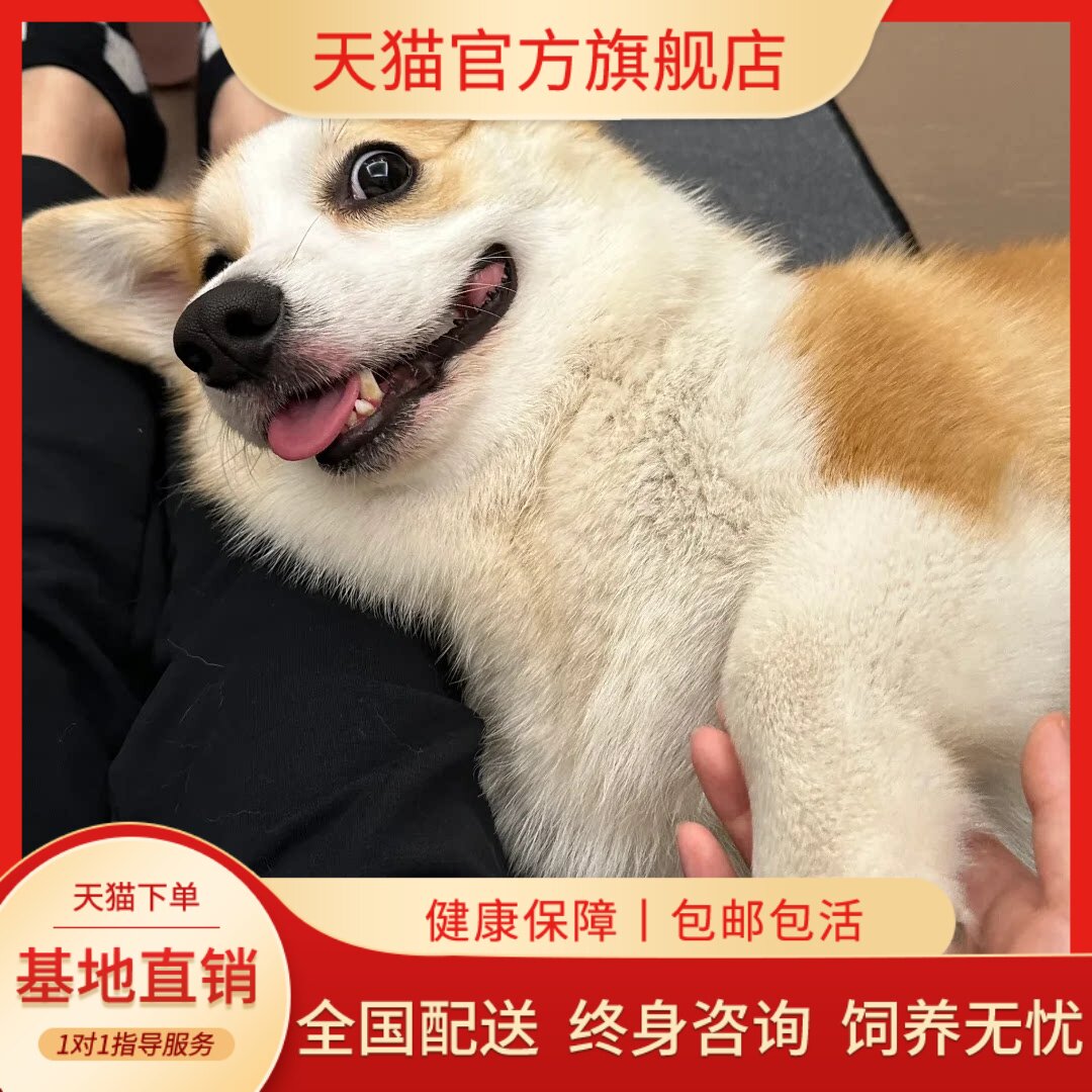 纯种柯基幼犬威尔士两色双色三色小短腿柯基犬小型宠物狗活体幼崽