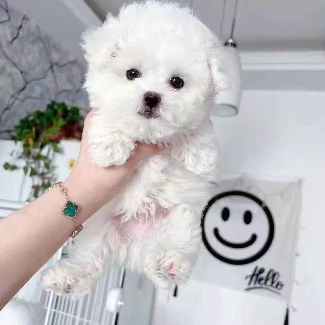 长不大真狗便宜球形宠物狗圆脸