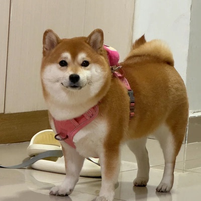 智商正宗家养宠物短毛爱吹爱