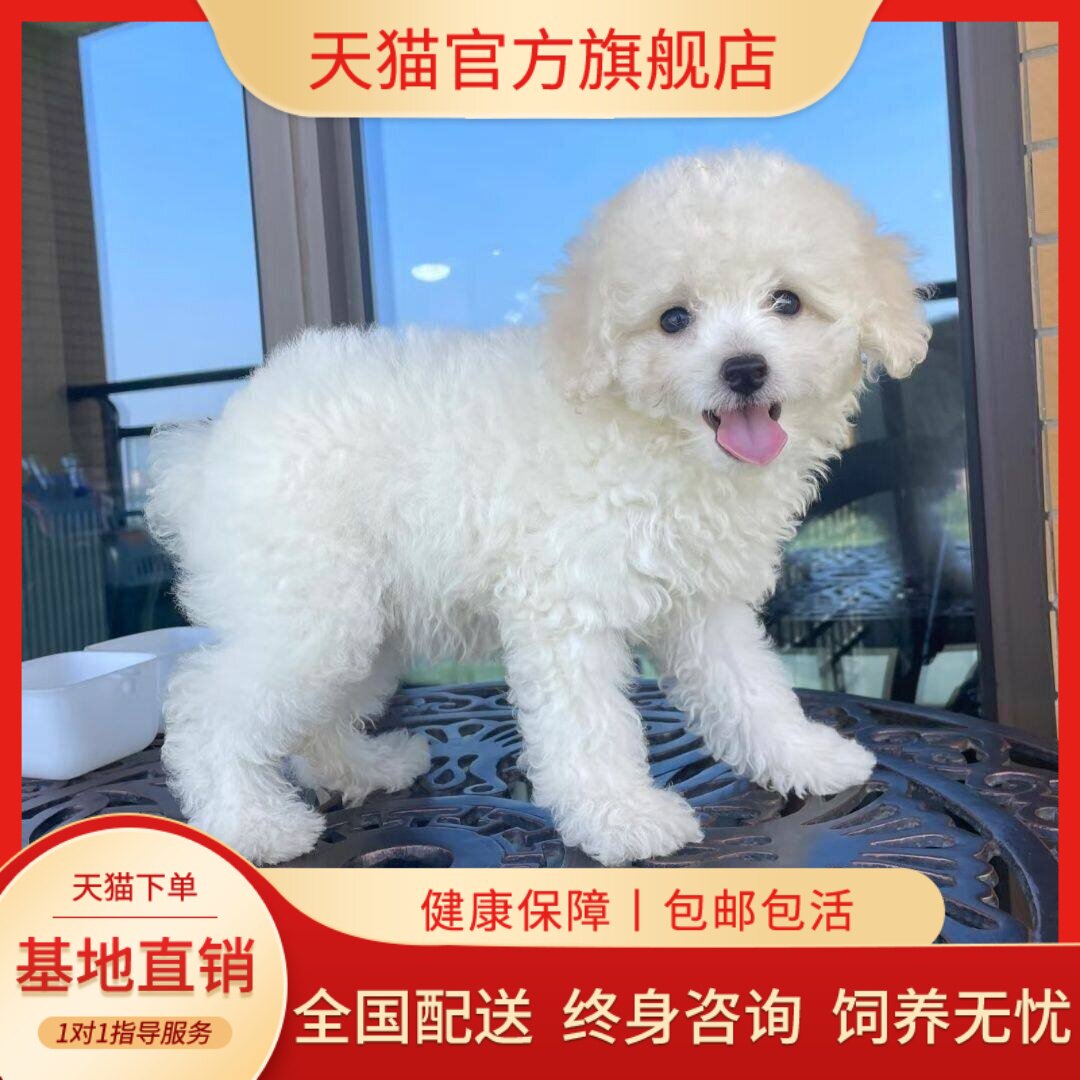 黑宠物超萌活泼长不大小体型陪伴