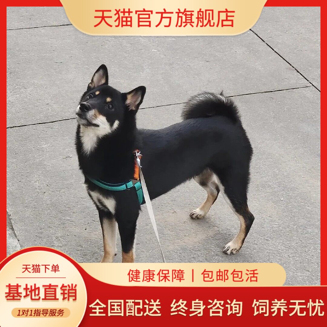 四眼铁包金忠诚广西土猎犬狗家养赶山犬农村狗看门狗可爱好养狗狗