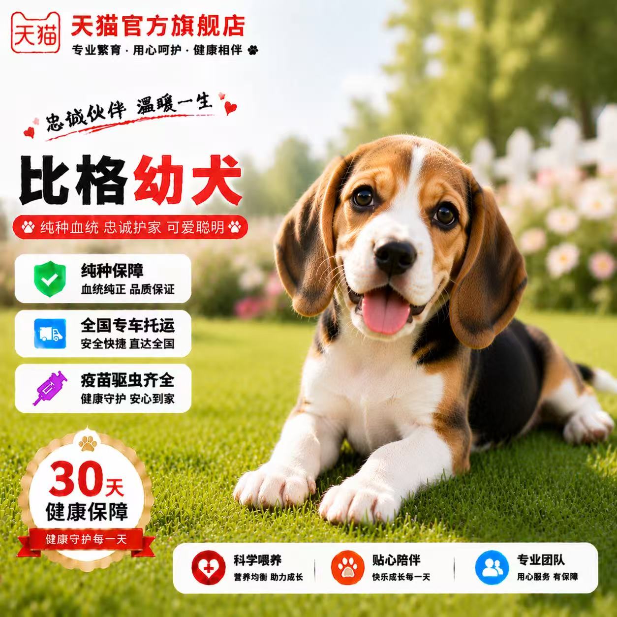 精品宠物工作犬狗巴吉度猎兔犬