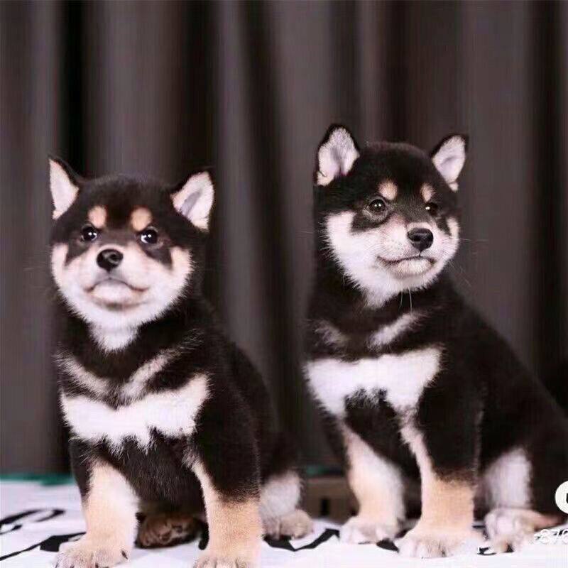 柴犬纯种幼犬活体宠物狗高智商黑柴小型犬狗狗看家可爱狗崽正宗狗