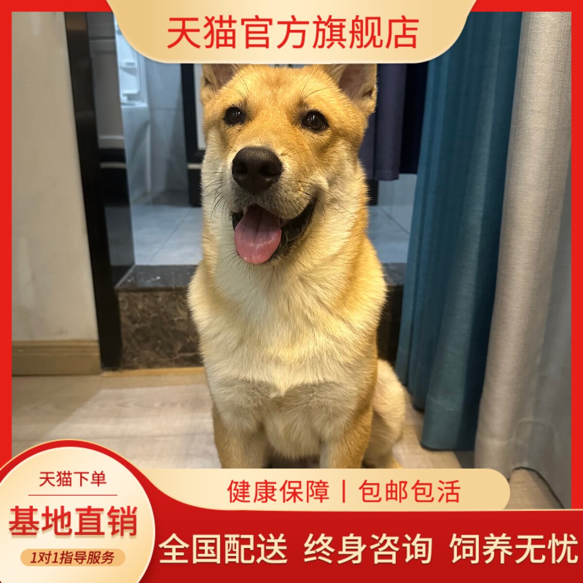 中华田园犬大黄狗幼犬中华田园犬