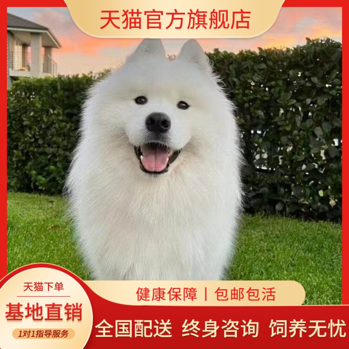 宠物狗大骨架好养微笑天使狗狗