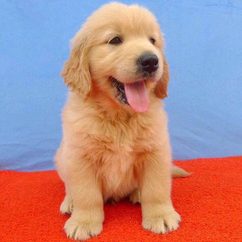 狗导盲犬巡回犬高智商超萌真狗