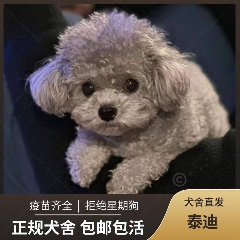 精品超萌黑色宠物狗小型犬贵宾犬