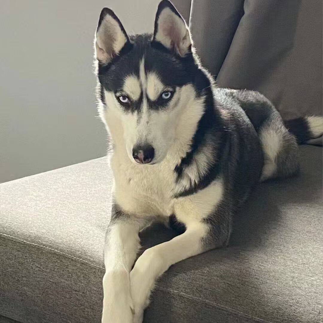 哈士奇纯种幼犬二哈可爱幼崽黑色真狗活泼听话雪橇犬大骨架狗好养