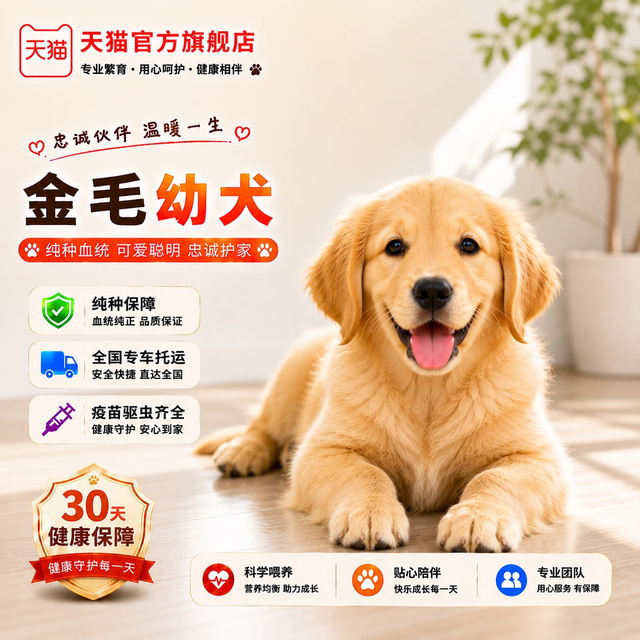 纯种金毛幼犬高智商家养导盲犬狗