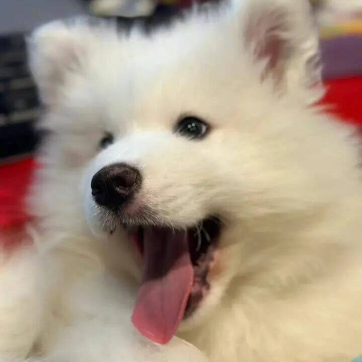 萨摩耶纯种幼犬大骨架幼宠粘人便宜活物微笑天使网红家养圆脸好养