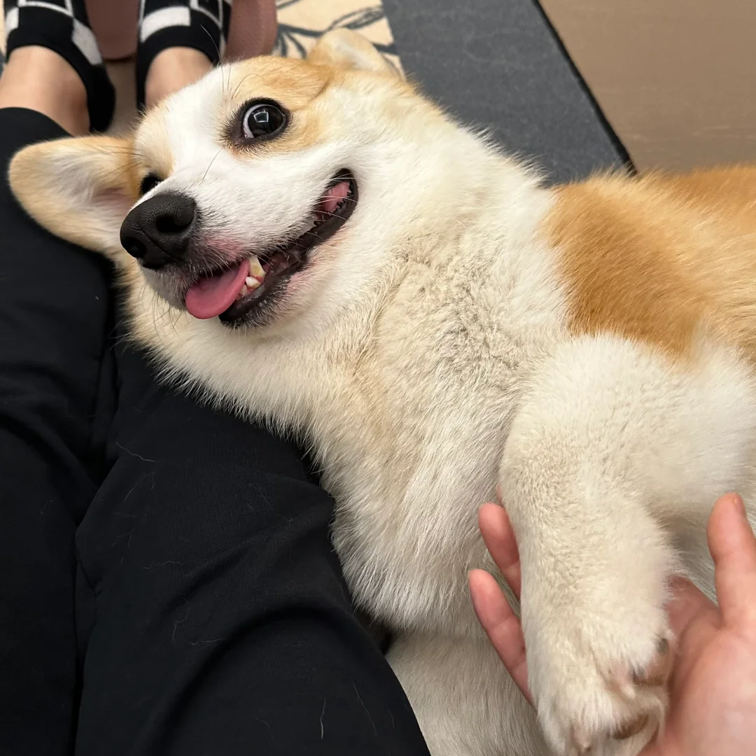 小短腿柯基犬小型宠物狗活体幼崽