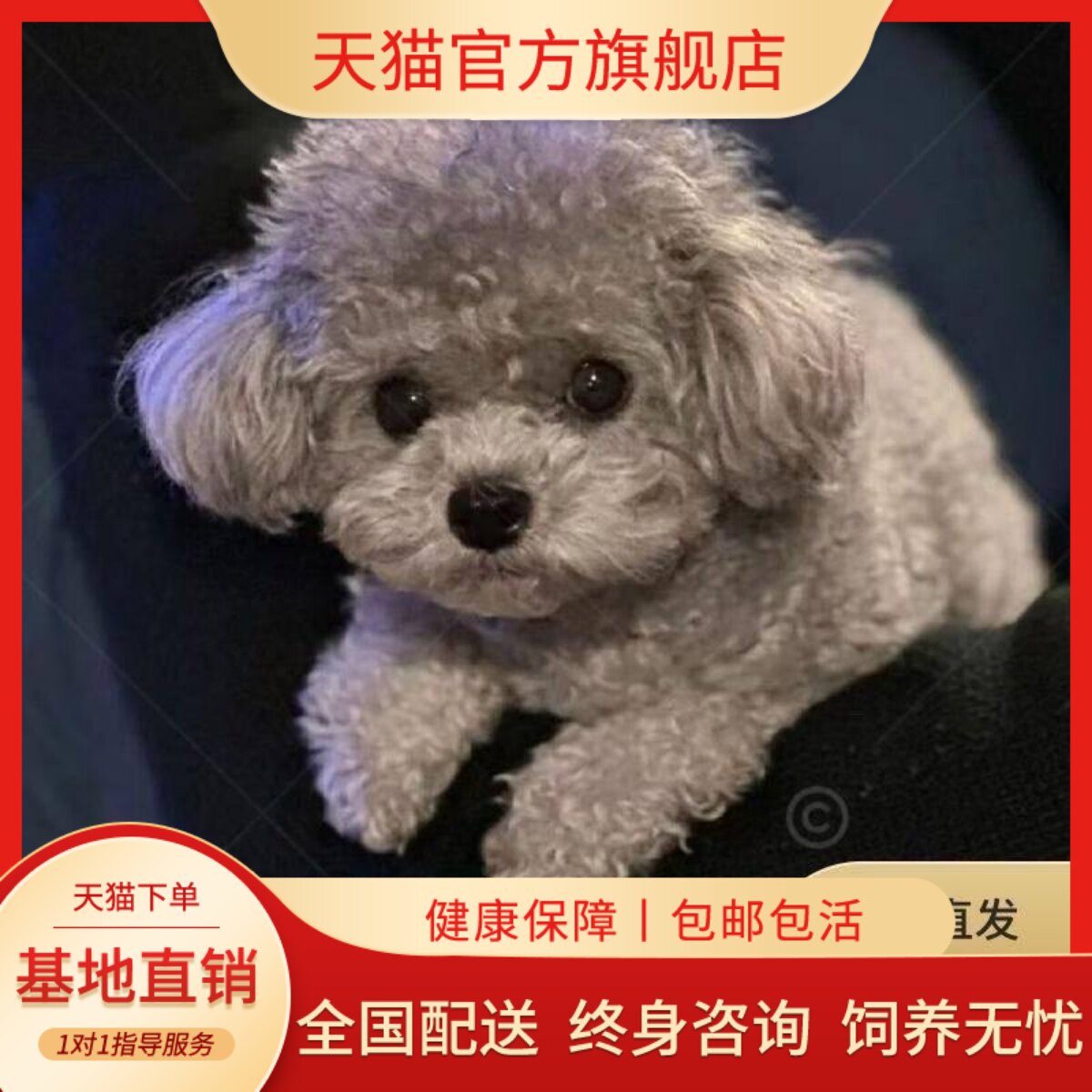 泰迪纯种幼犬可爱狗纯黑小体型黑精品超萌黑色宠物狗小型犬贵宾犬