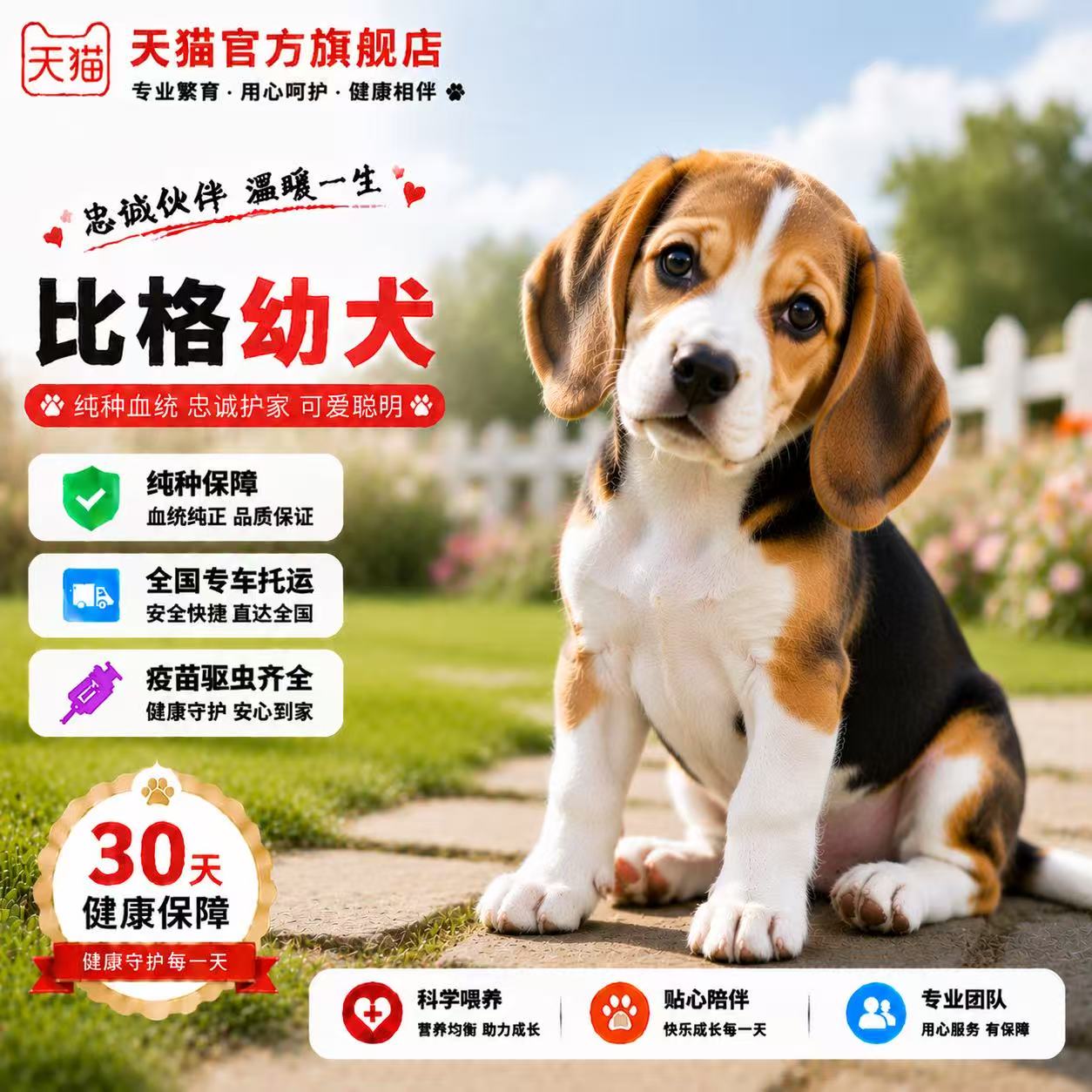 宠物狗幼崽狗小型犬短毛米格鲁