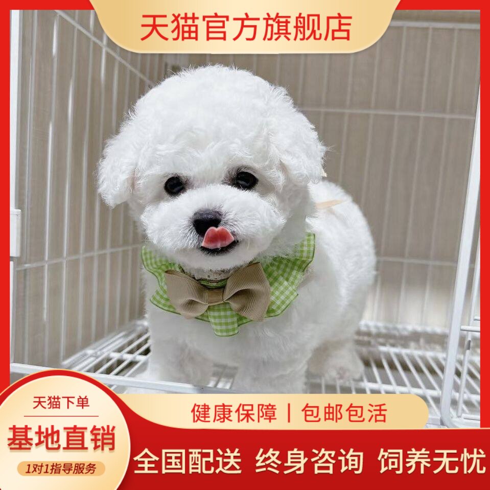 迷你犬便宜超萌家养长不大白色狗