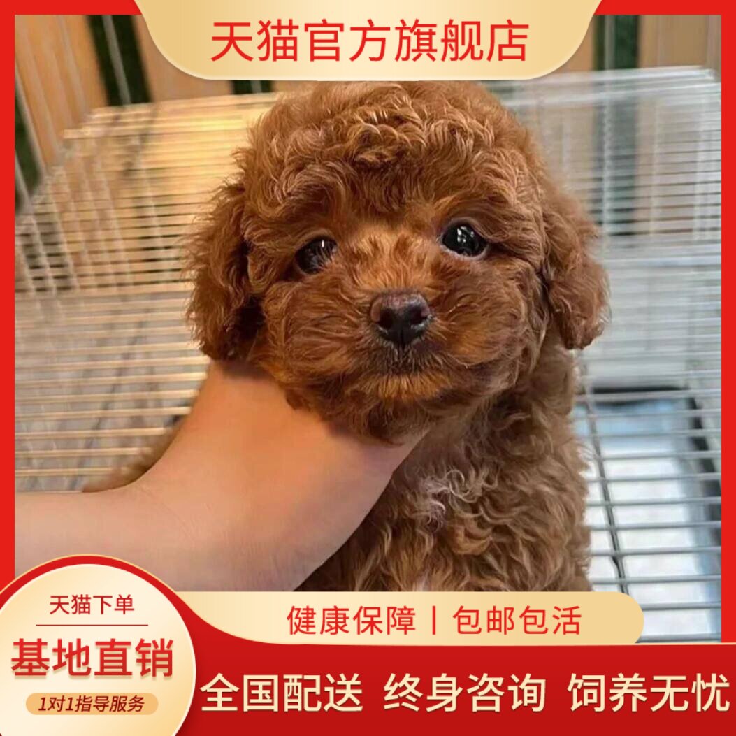 家庭犬聪明小型犬便宜网红狗纯黑
