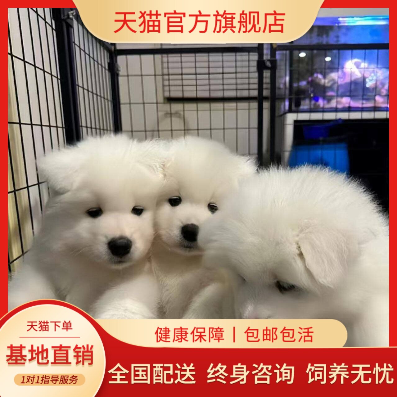 陪伴犬圆脸网红家养宠物狗便宜