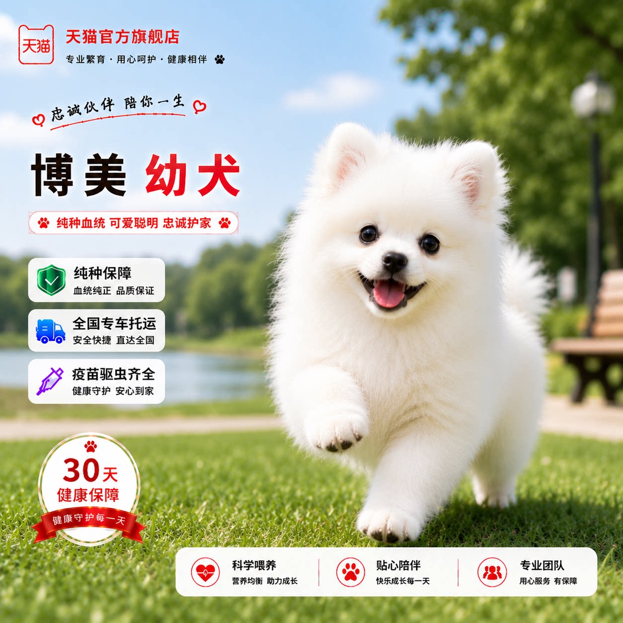 小活体黄俊介犬家养超萌狗精品图片