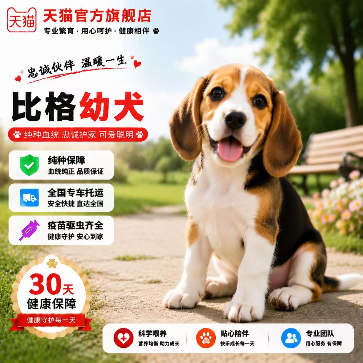 幼崽大头家养猎狗狗狗狩猎犬