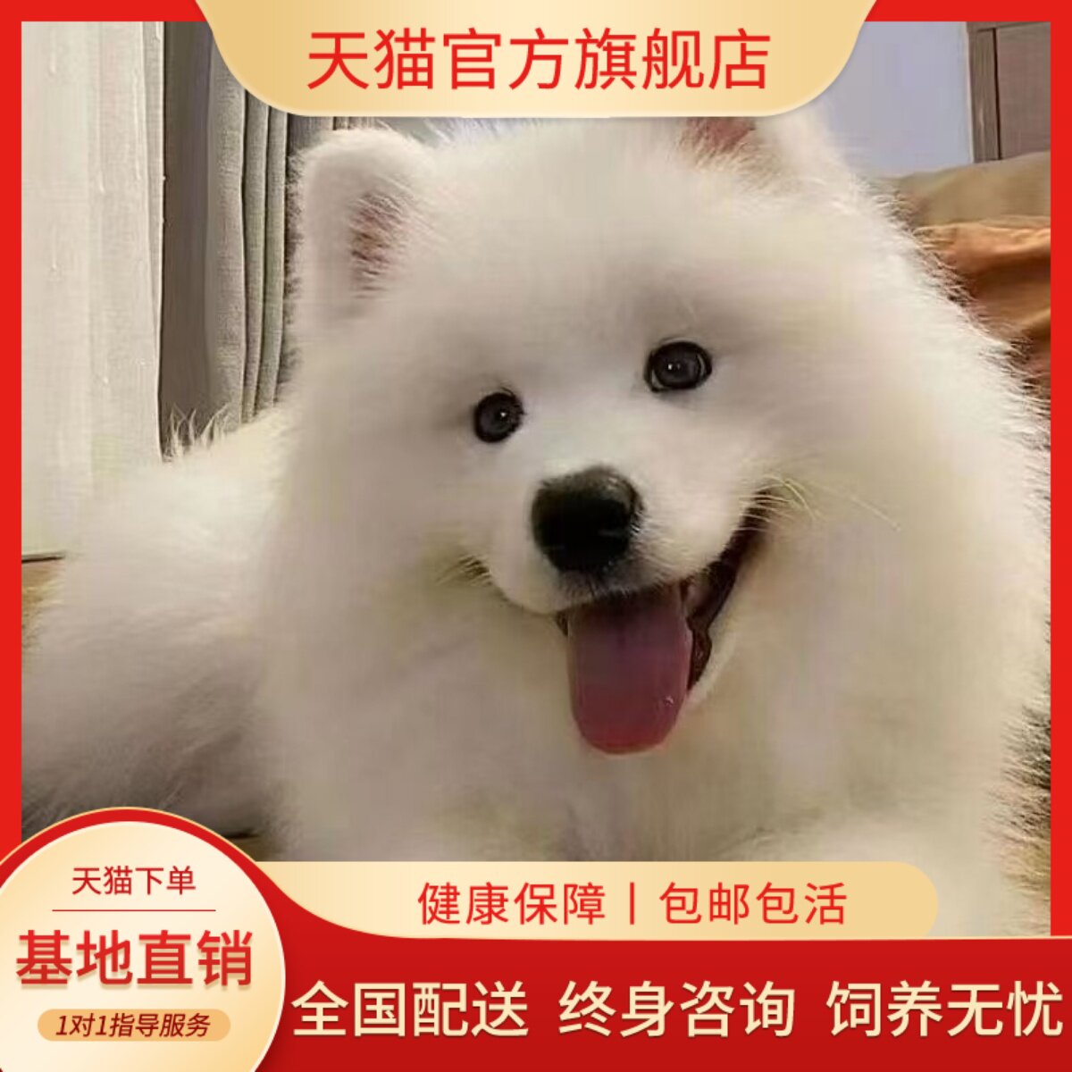 萨摩耶纯种幼犬可爱幼崽圆脸狗活体纯白型活物幼宠网红狗便宜治愈